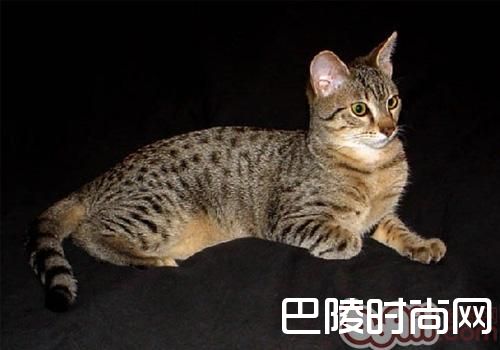 埃及猫 埃及猫