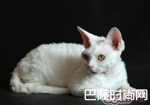 东方猫 东方猫
