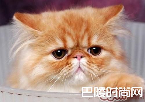 喜马拉雅猫 喜马拉雅猫