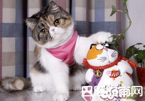 异国短毛猫(加菲猫)