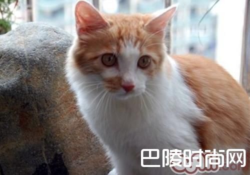 土耳其安哥拉猫 土耳其安哥拉猫