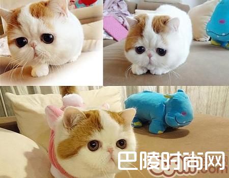 异国短毛猫（加菲猫）