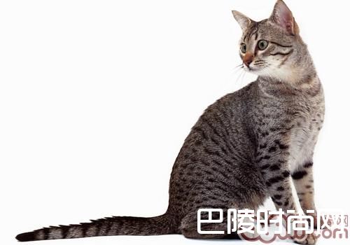 埃及猫 埃及猫