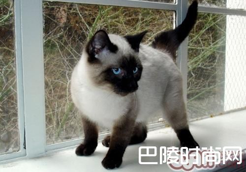 暹罗猫 暹罗猫