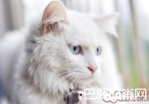 山东狮子猫