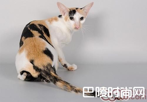 东方猫