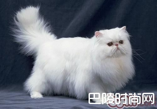 波斯猫