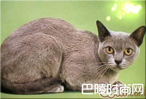欧洲缅甸猫 欧洲缅甸猫