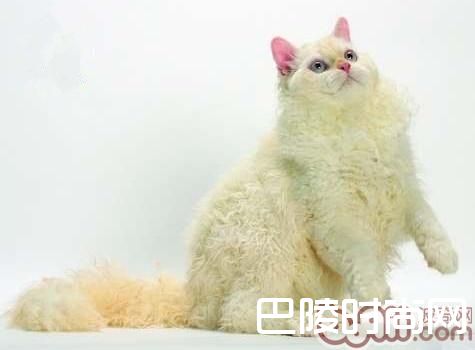 塞尔凯克卷毛猫 塞尔凯克卷毛猫