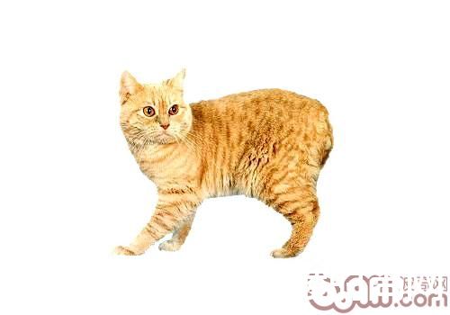 威尔士猫 威尔士猫