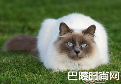 暹罗猫 暹罗猫