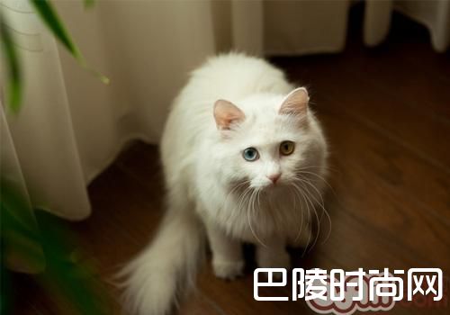 波斯猫(详情介绍) 波斯猫(详情介绍)