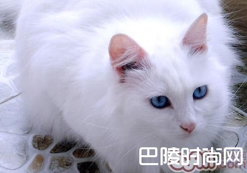 山东狮子猫