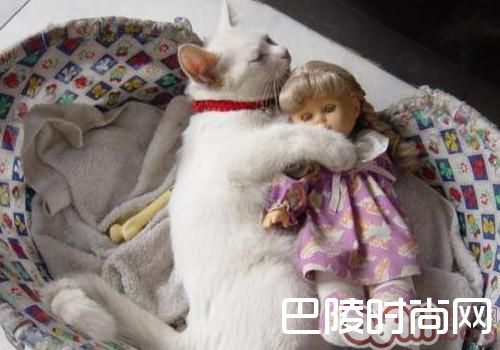 沙特尔猫 沙特尔猫