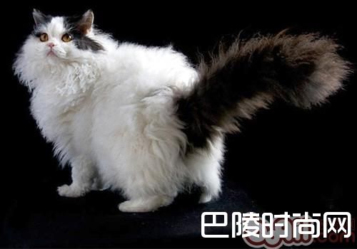 塞尔凯克卷毛猫