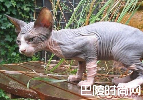 加拿大无毛猫 加拿大无毛猫