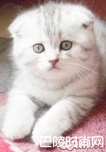 苏格兰折耳猫 苏格兰折耳猫