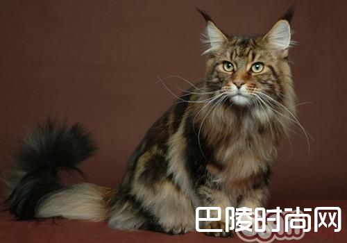 西伯利亚森林猫