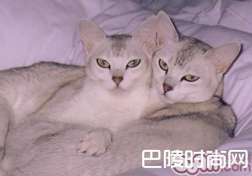波米拉猫