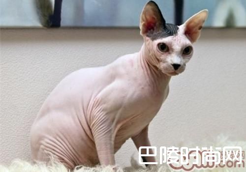 斯芬克斯猫 斯芬克斯猫