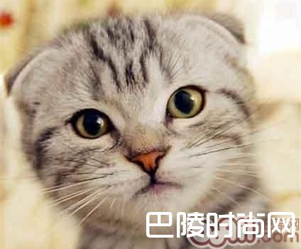 苏格兰折耳猫 苏格兰折耳猫