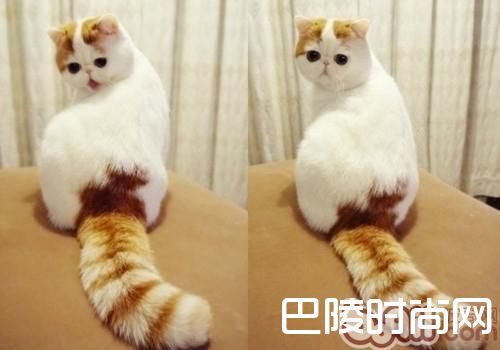 异国短毛猫(加菲猫)