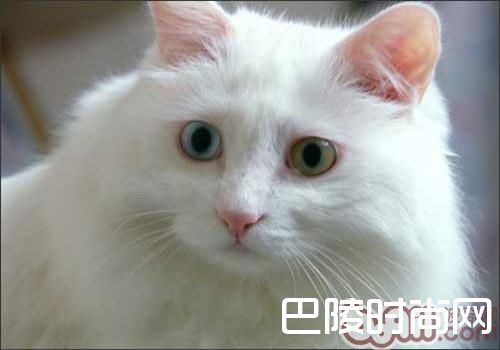 土耳其安哥拉猫 土耳其安哥拉猫