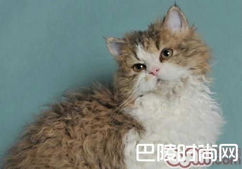 塞尔凯克卷毛猫 塞尔凯克卷毛猫