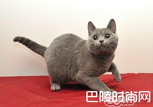 沙特尔猫 沙特尔猫