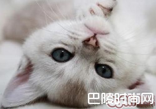 波米拉猫 波米拉猫