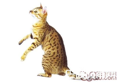 埃及猫 埃及猫