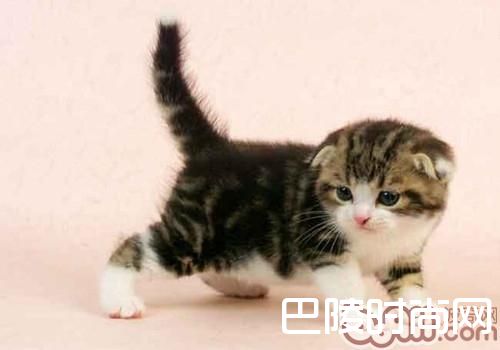 苏格兰折耳猫 苏格兰折耳猫