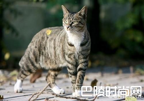 中国狸花猫 中国狸花猫