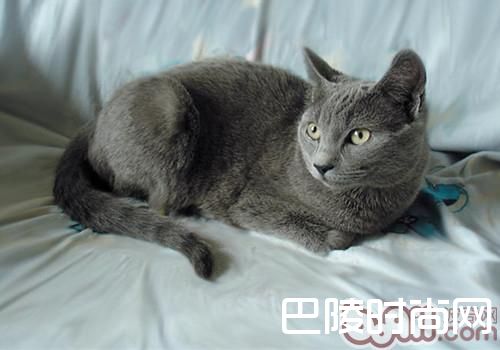 沙特尔猫 沙特尔猫