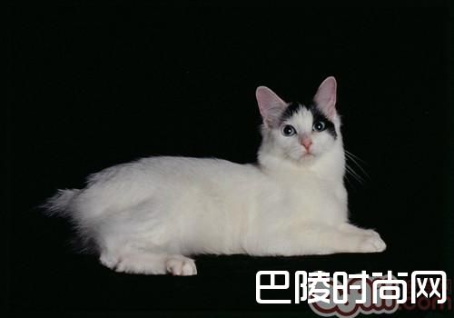 日本短尾猫 日本短尾猫
