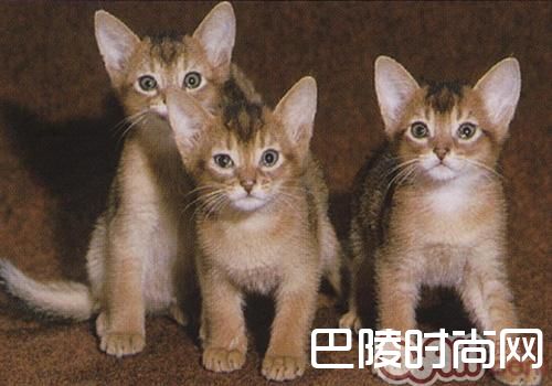 阿比西尼亚猫