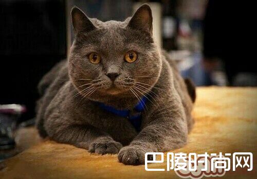 沙特尔猫 沙特尔猫