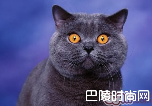 英国短毛猫 英国短毛猫