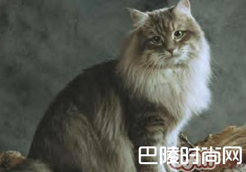 西伯利亚森林猫