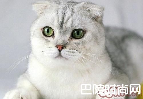苏格兰折耳猫 苏格兰折耳猫