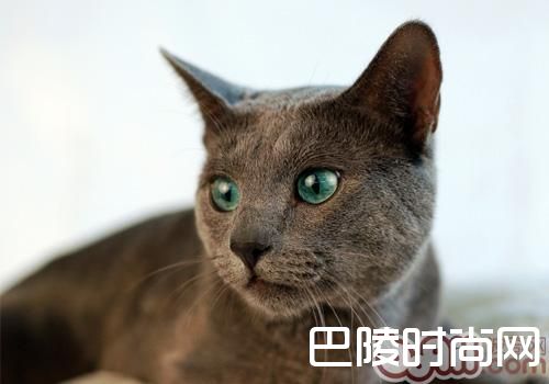 俄罗斯蓝猫 俄罗斯蓝猫
