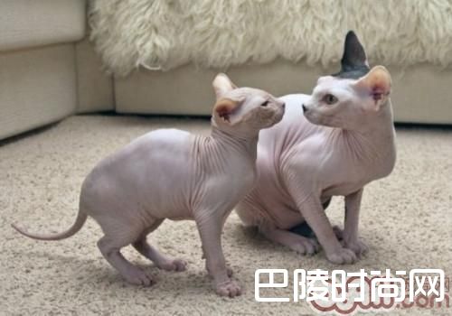 斯芬克斯猫 斯芬克斯猫