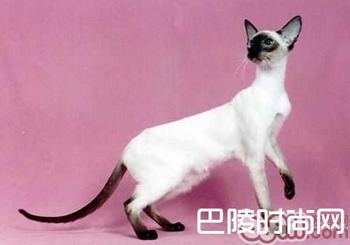 巴厘猫 巴厘猫