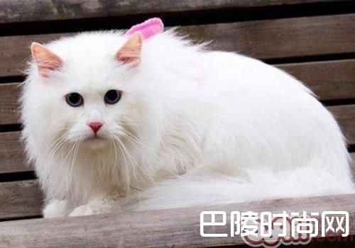 山东狮子猫 山东狮子猫