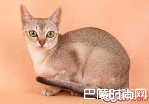 新加坡猫 新加坡猫