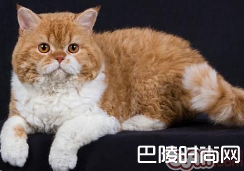 塞尔凯克卷毛猫 塞尔凯克卷毛猫
