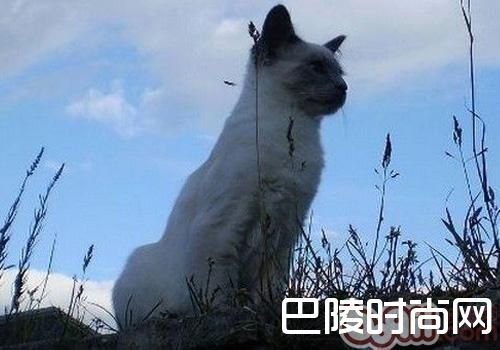 巴厘猫