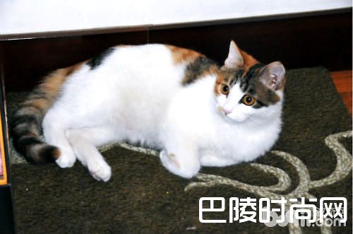 三花猫 三花猫