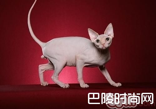 斯芬克斯猫 斯芬克斯猫