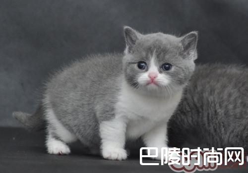 英国短毛猫 英国短毛猫